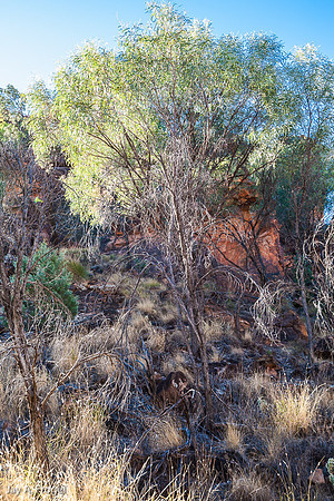Undoolya Wattle a rare tree found only in the N'Dhala Gorge, East MacDonnell Ranges