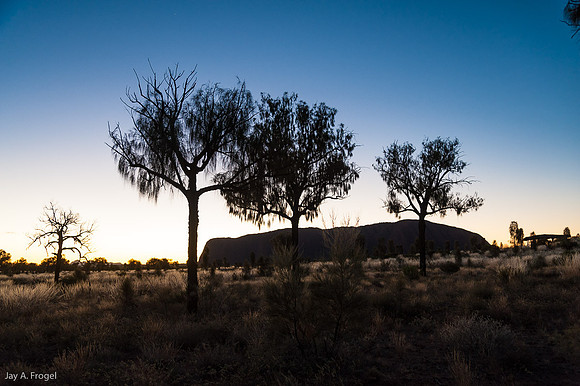 Ulurua, Desert Oaks, early evening