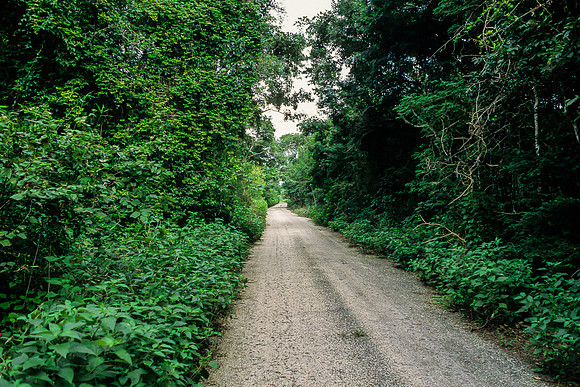 Calakmul - single lane track into the site