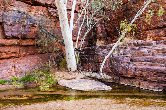 Ghost Gums, Trephina Gorge