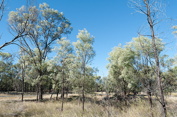 West of the Great Dividing Range near Jerico