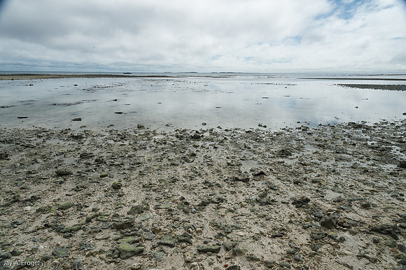 On Lady Musgrave Island, The Great Barrier Reef