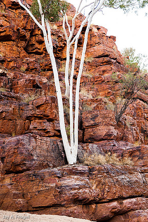 Ghost Gums, Trephina Gorge