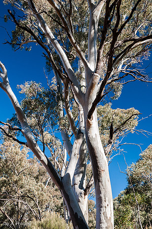 Near Wangara Lookout, Walpena Pound