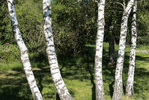 Birch Trees, Volcania, Clermont Ferrand