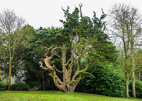 Tree at Stowe Gardens