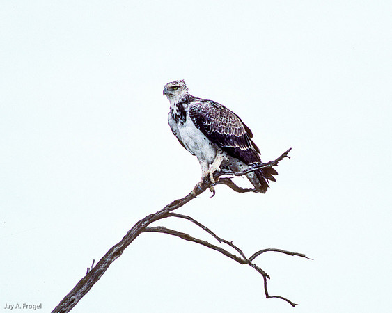 Marshall Eagle