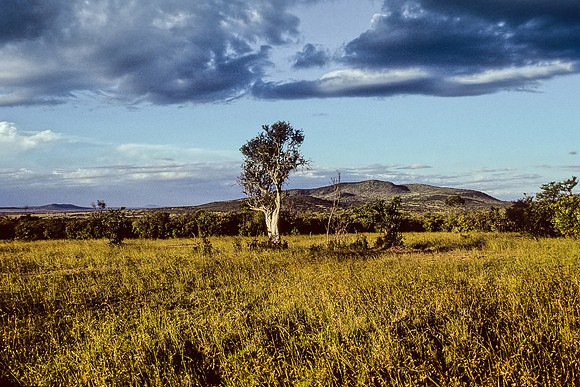 On a Walk at Sunset, Masai Mara