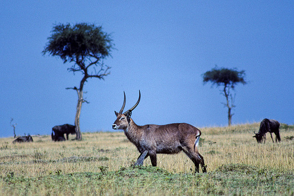 Defassa Waterbuck