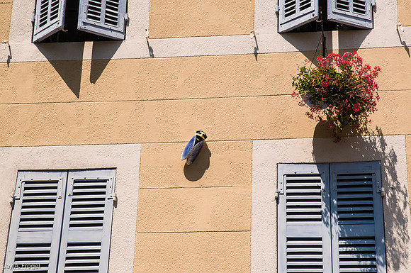 Bee on wall
