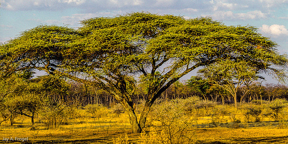 Umbrella Thorn, Botswana