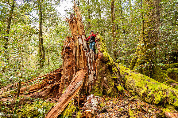 Stump of giant Antarctic Beech, Barrington Tops National Park