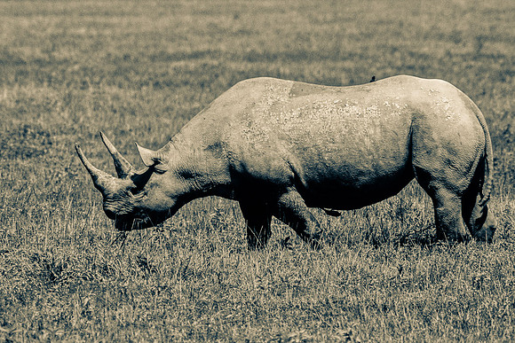 Tickbirds on Rhino, Ngorongoro