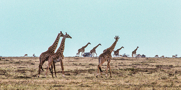 Giraffes Running