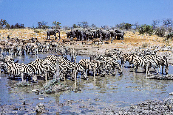 Taking turns at a Water Hole, Etosha Nat'l Park, Namibia