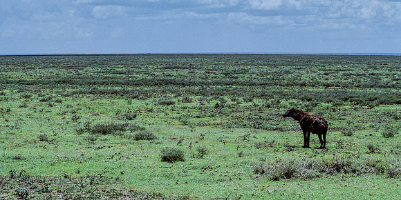 Hyena, Between Earth and Sky