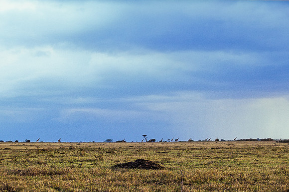 Giraffes, Between Earth and Sky