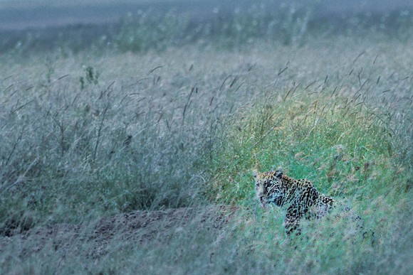 Leopard's Spots