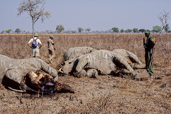 Too Late to Catch the Poachers