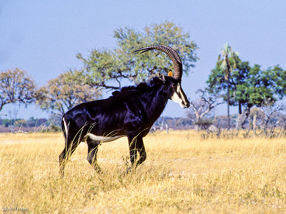 Sable, Windmill Pan, Zimbabwe