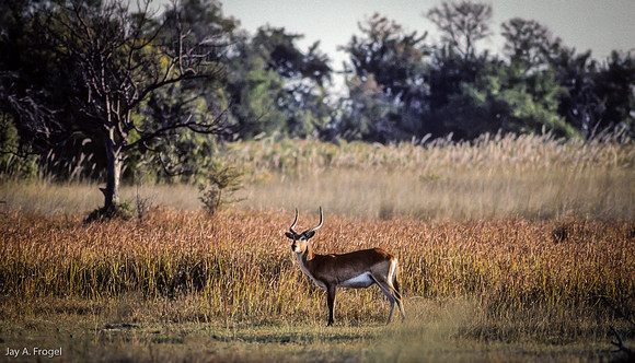 Red Lechwe, Okavanga, Xugana