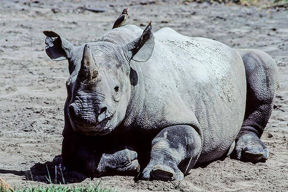 Resting Rhino and Tickbird, Ngorongoro