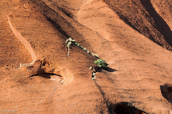 Plants speed exfoliation on Uluru