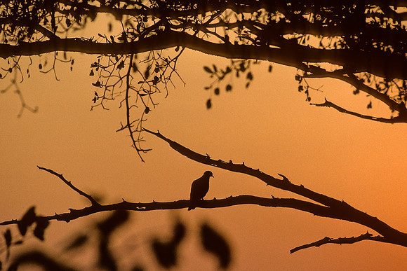 Dove at Sunset, Matusadona, Zimbabwe