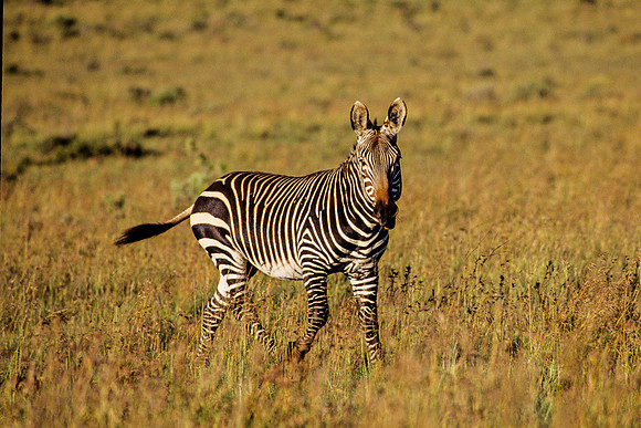 Rare Mountain Zebra, Eastern Cape Province