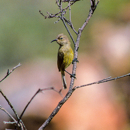 Small Bird on Branch