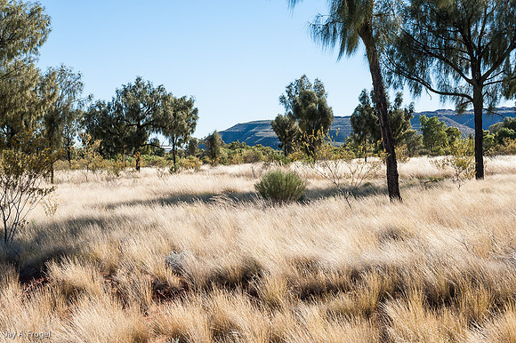 Desert oaks and Kings Canyon Mesa