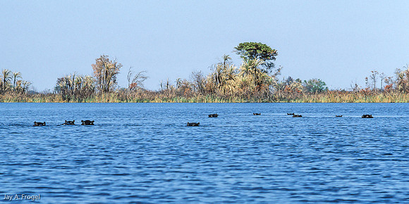 Watchful Eyes, Okavanga