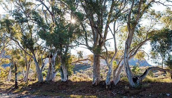 Along the Brachina Gorge Road