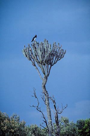 Snake Eagle on towering Euphorbia