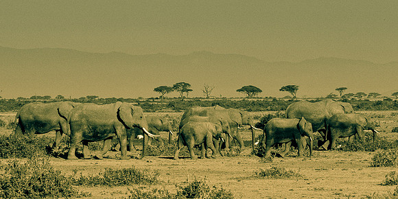 Elephants, the Color of the Land