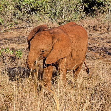 Baby Elephant Orphaned by Poachers