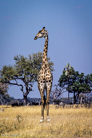 Giraffe Posing, Hwange, Zimbabwe
