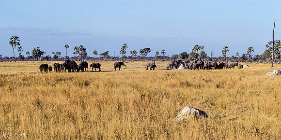 Between Earth and Sky:  Elephant