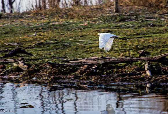 Great White Heron, Lake Kariba