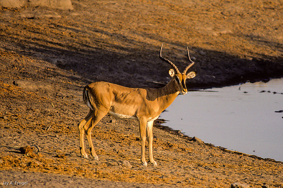 Rare Black-Faced Impala, Etosha, Namibia