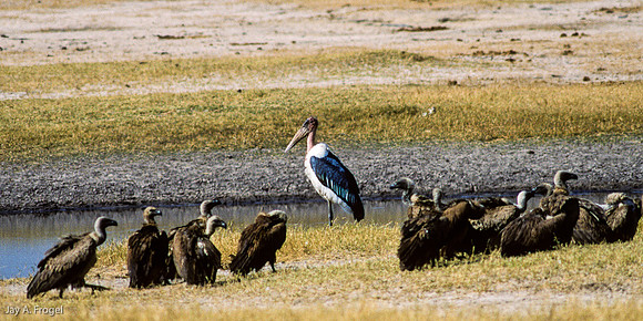 Maribou Stork and Vultures