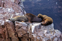 Sea Lions, the coast near Paracas