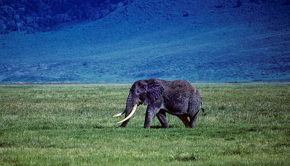 Old Bull Elephant