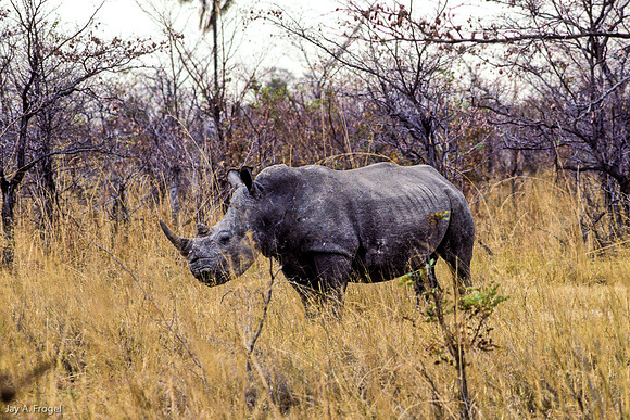 Tracking Rhino on a Walking Safari, Hwange, Zimbabwe