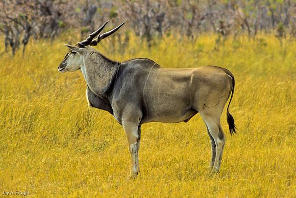Common Eland, Hwange