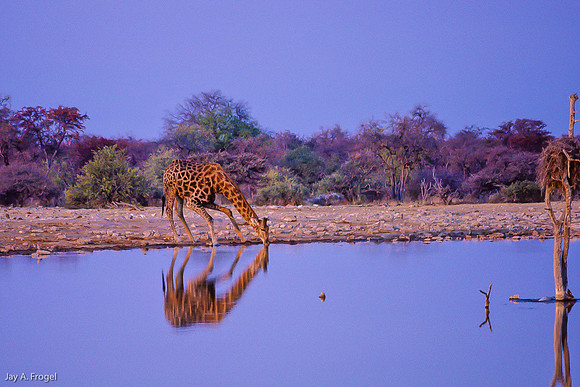 This is Awkward, Etosha, Namibia
