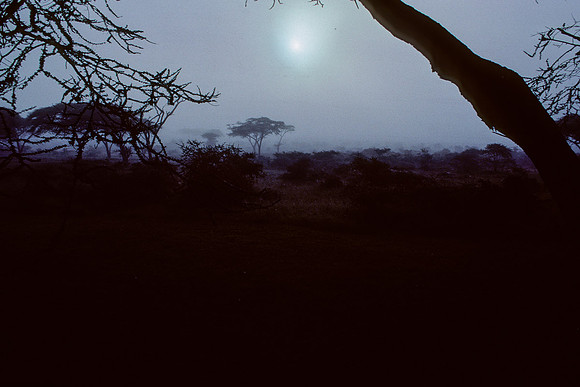 Foggy Morning,  Serengeti