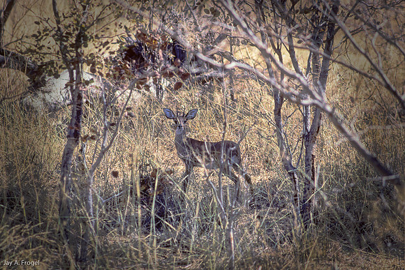 Steinbuck, Hwange