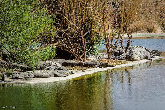 Nile Crocodiles, Namibia