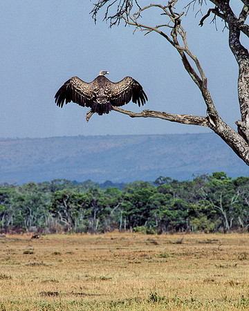 Ruppell's Vulture